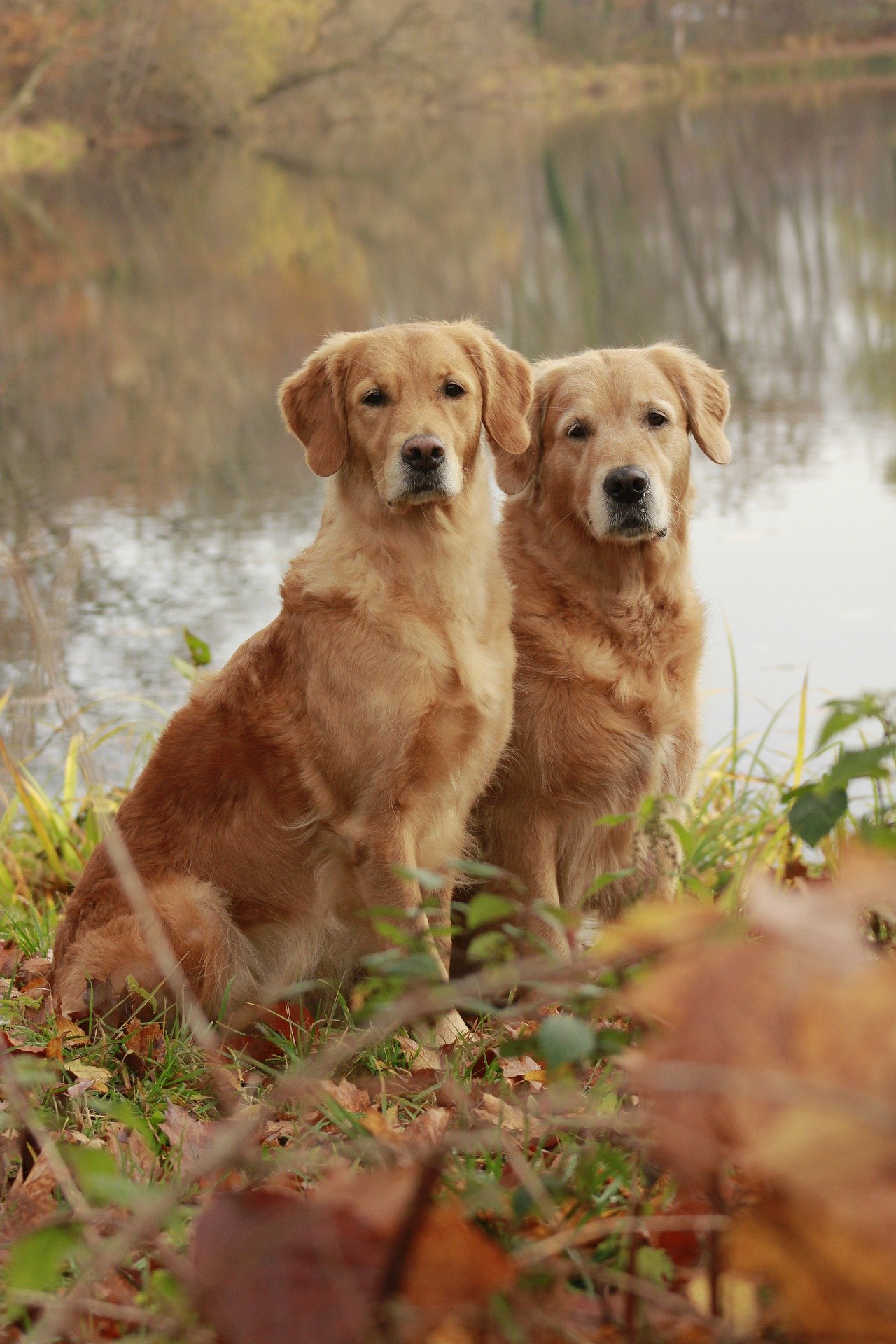 Max the Golden Retriever